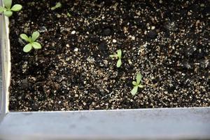 Germinating plants in spring and seedlings photo