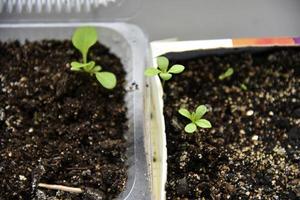 Germinating plants in spring and seedlings photo