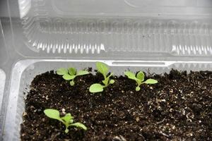 Germinating plants in spring and seedlings photo