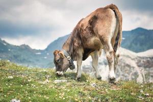 A cow eats grass in the mountains photo