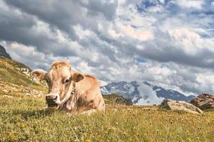 A cow in a pasture in the Swiss Alps photo