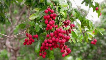 Amphawa Lychee on tree, the most delicious Lychee in Thailand. photo