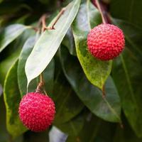 lichi amphawa en el árbol, el lichi más delicioso de tailandia. foto