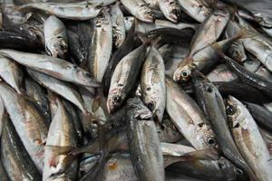 pila de sardinas ofrecidas en el mercado de setubal. Portugal foto