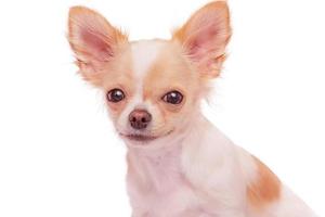 White with red spots dog breed Chihuahua on a white background. Portrait of a dog. photo