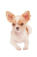 White chihuahua dog with red spots. Cute white puppy. Pet. The dog is lying. photo