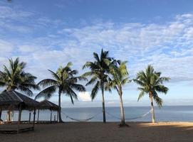 palmeras de coco en la playa fondo de verano foto
