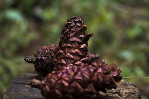 three pinecones that fell from the tree