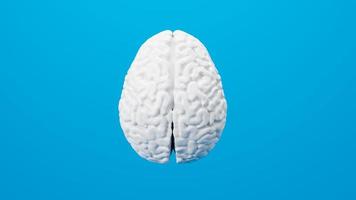 White brain 3D render isolated on background photo