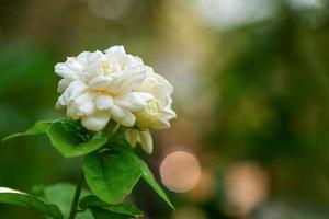 White jasmine with blurred natural background. The flower symbolizes the important day of Mother's Day in Thailand.