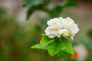 White jasmine with blurred natural background. The flower symbolizes the important day of Mother's Day in Thailand.