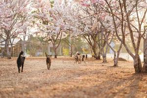 Group of dogs having fun in public park with pink flowers is called the Kalapapruek flower or Wishing Tree, Pink Shower, Pink cassia.