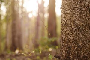 patrones de madera de primer plano de árboles en el bosque, con desenfoque de fondo natural. foto