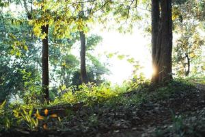 landscape, summer scenery on the mountain in the evening photo