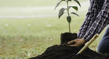 Planting a tree. Close up on young man planting the tree while working in the garden. photo