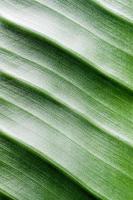 green leaf texture with lines, natural background