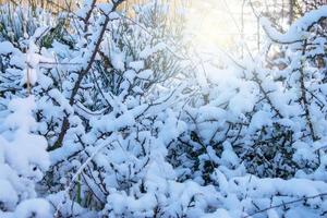 detail of tree branches covered with snow photo
