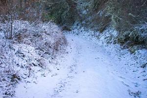 camino de montaña cubierto de nieve en invierno con vegetación foto
