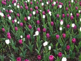 A bed of tulips. A beautiful flower. photo