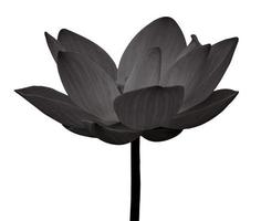 Lotus aislado en blanco y negro sobre fondo blanco.