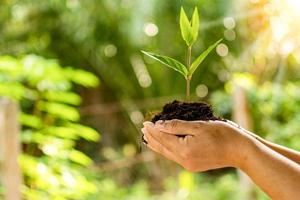 primer plano, la mano de un adulto sostiene el suelo y una planta joven en un día de verano. el concepto de naturaleza, planta, verde, crecimiento, agricultura, medio ambiente, árbol. enfoque selectivo, borroso, fondo bokeh foto