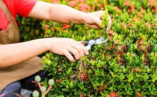 una mujer está usando tijeras para podar un árbol en la parte trasera de la casa. el concepto de hobby y relajación en verano. primer plano, enfoque selectivo, fondo borroso foto