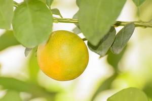 Orange on a tree photo