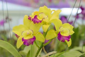 Cattleya is a genus of 113 species of orchids from Costa Rica and the Antilles south to Argentina.