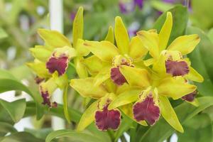 Cattleya is a genus of 113 species of orchids from Costa Rica and the Antilles south to Argentina. photo