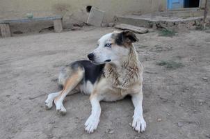 homeless street dog with multi-colored eyes, portrait photo