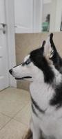 beautiful husky dog with multi-colored eyes indoors photo