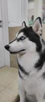 beautiful husky dog with multi-colored eyes indoors photo