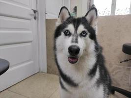 beautiful husky dog with multi-colored eyes indoors photo