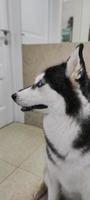 husky dog waiting for the owner looks at the door photo