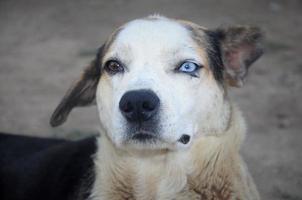 homeless street dog with multi-colored eyes, portrait photo