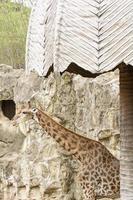 A giraffe closeup take in a zoo