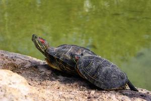 tortugas en el estanque toman el sol en una piedra foto