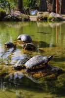 Turtles in the Pond Bask in the Sun on a Stone photo