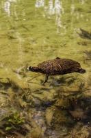 Turtles swim in the Pond photo