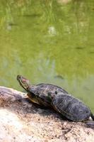 tortugas en el estanque toman el sol en una piedra foto