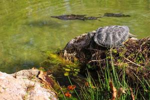 tortugas en el estanque toman el sol en una piedra foto