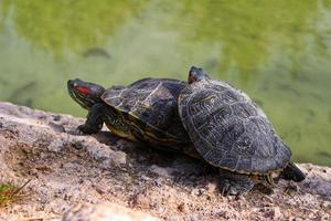 tortugas en el estanque toman el sol en una piedra foto