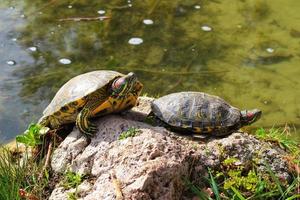 tortugas en el estanque toman el sol en una piedra foto