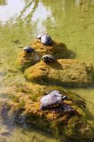 tortugas en el estanque toman el sol en una piedra foto