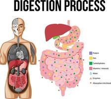 diagrama que muestra el proceso de digestión vector