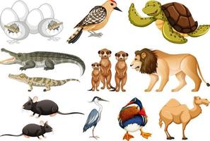 colección de diferentes tipos de animales vector