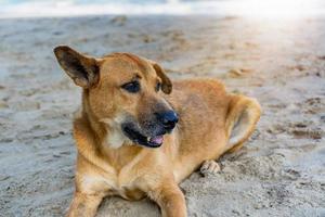 un lindo perro marrón acostado y relajado en la playa llena de arena cerca del mar esperando al dueño o buscando algo junto al mar. concepto de vacaciones y espacio de copia para texto foto