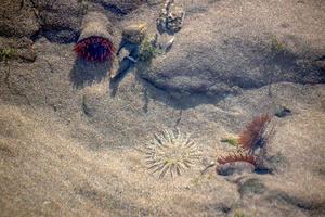 anémonas de mar en un estanque de rocas en la playa Broad Haven foto