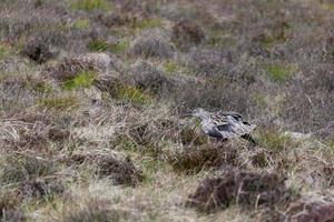 Eurasian Curlew feigning injury to lure predators away from her nest photo