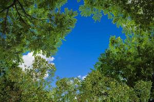 Frame of green tree branches against the blue sky natural background. photo